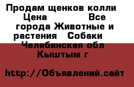 Продам щенков колли › Цена ­ 15 000 - Все города Животные и растения » Собаки   . Челябинская обл.,Кыштым г.